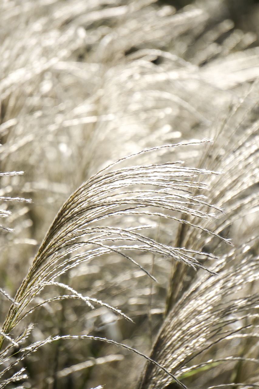 Image - japan susukino natural plant