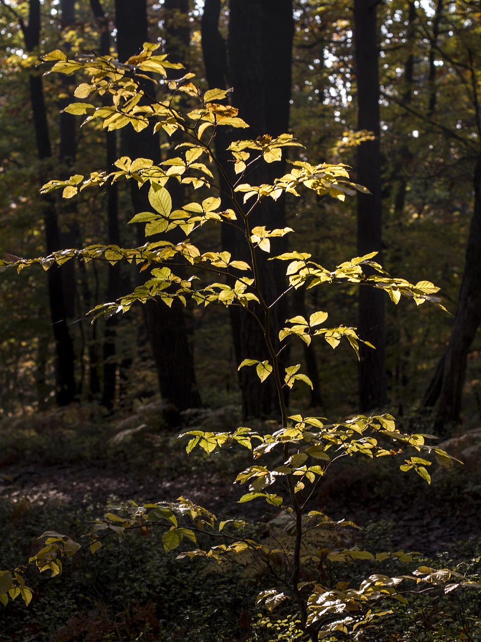 Image - wood dark sunbeam dark wood forest