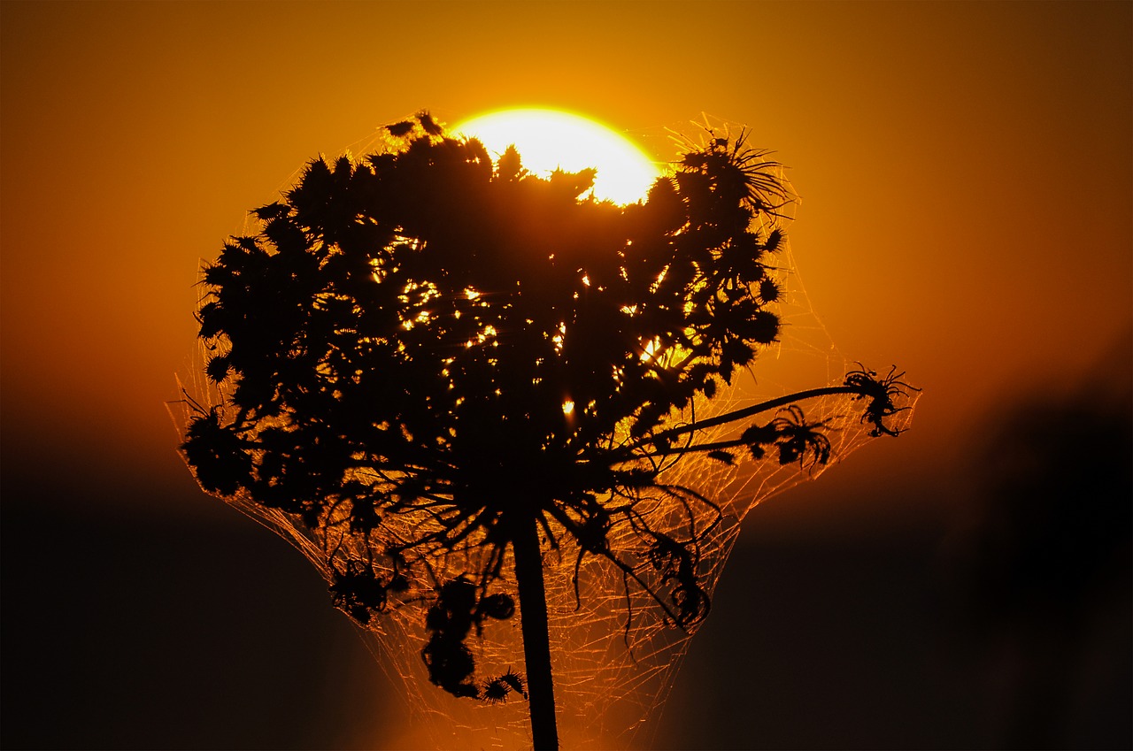 Image - back light sunset flower mood dusk