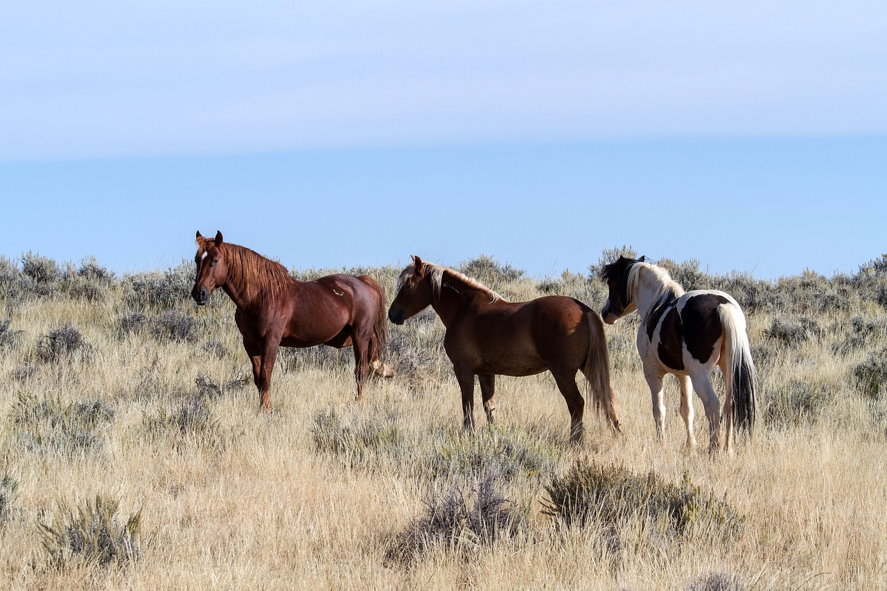 Image - horses wild horses mustangs