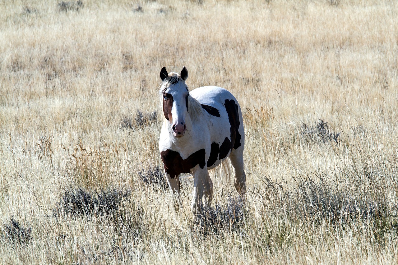 Image - horses wild horses mustangs