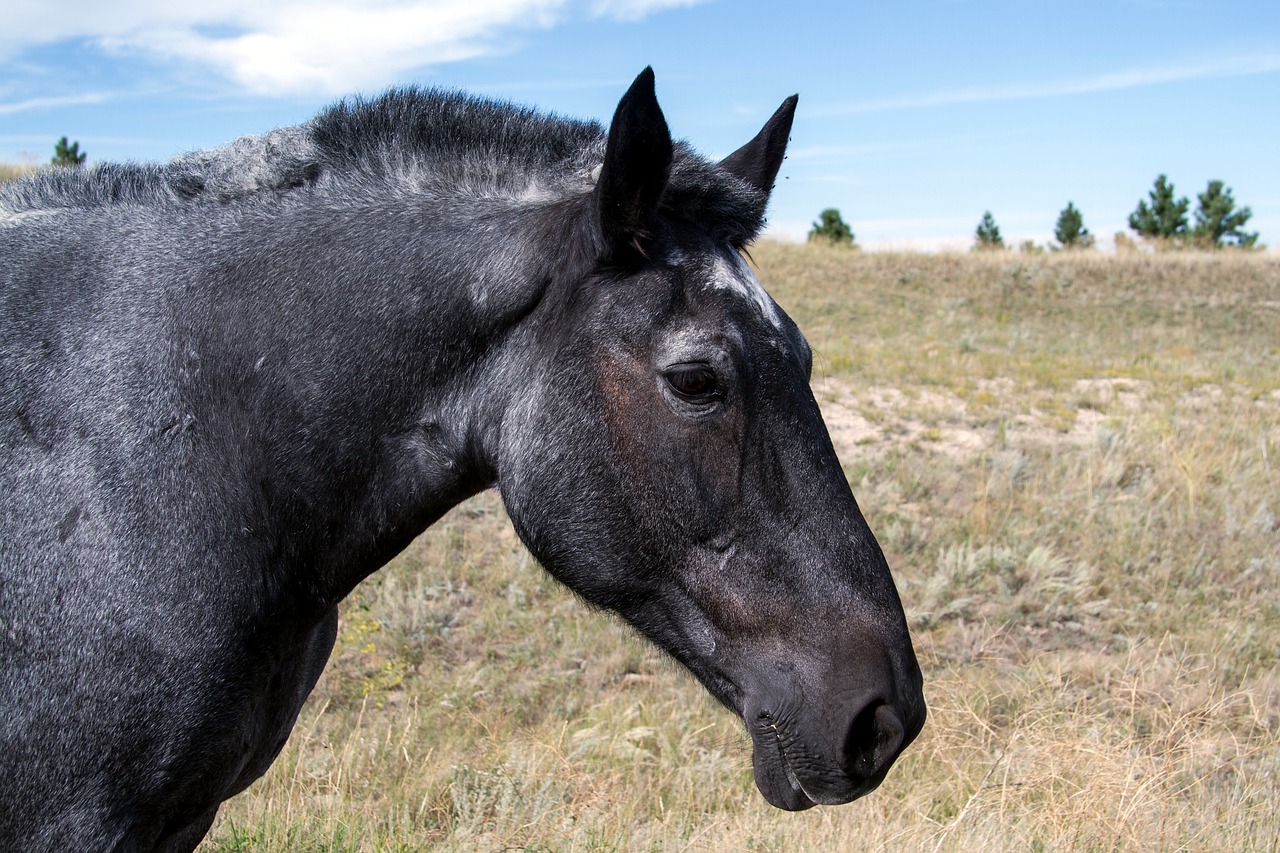 Image - horses wild horses mustangs