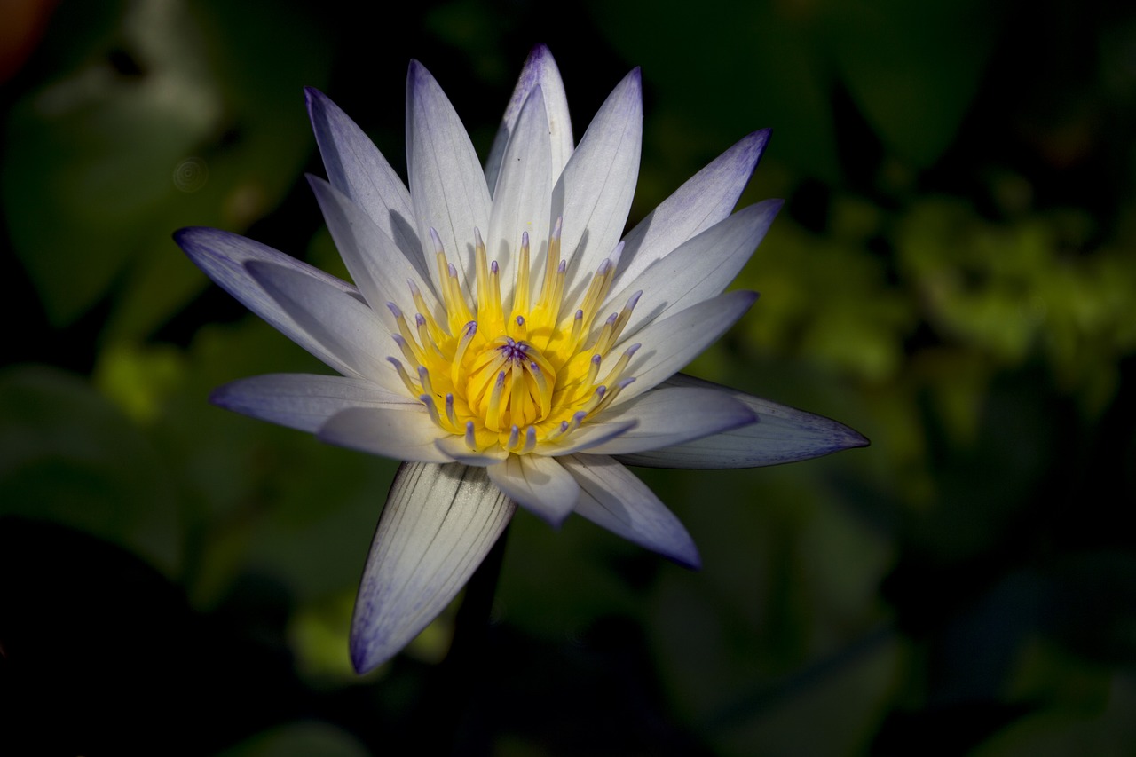 Image - flower lotus light pond