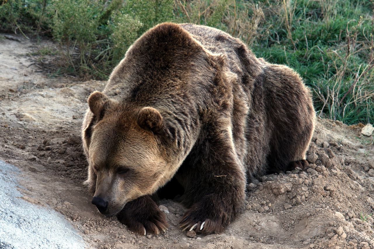 Image - grizzly bear brown bear grizzly