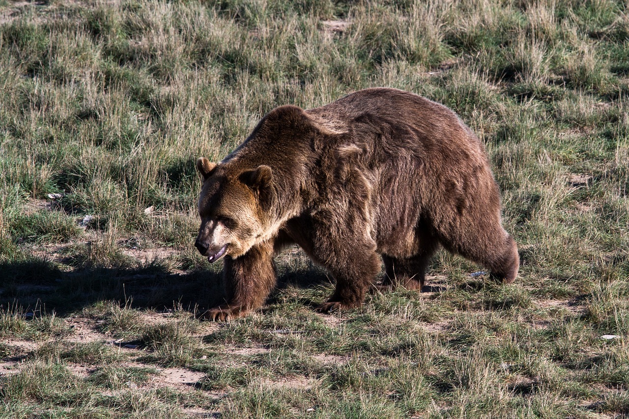 Image - grizzly bear brown bear grizzly