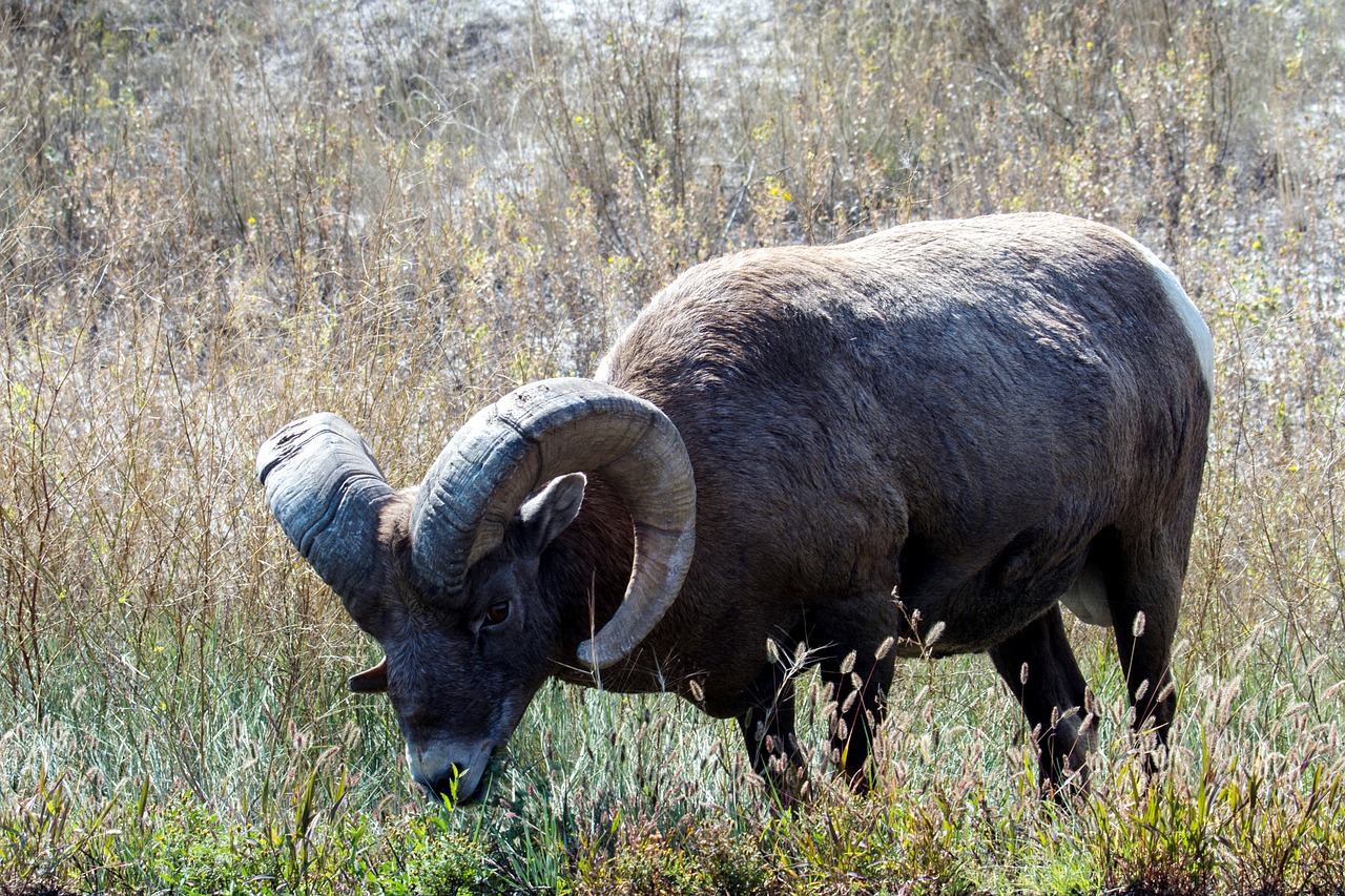 Image - mountain sheep sheep wild animal