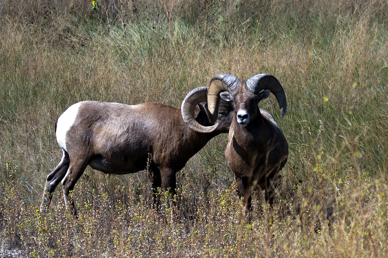 Image - mountain sheep sheep wild animal