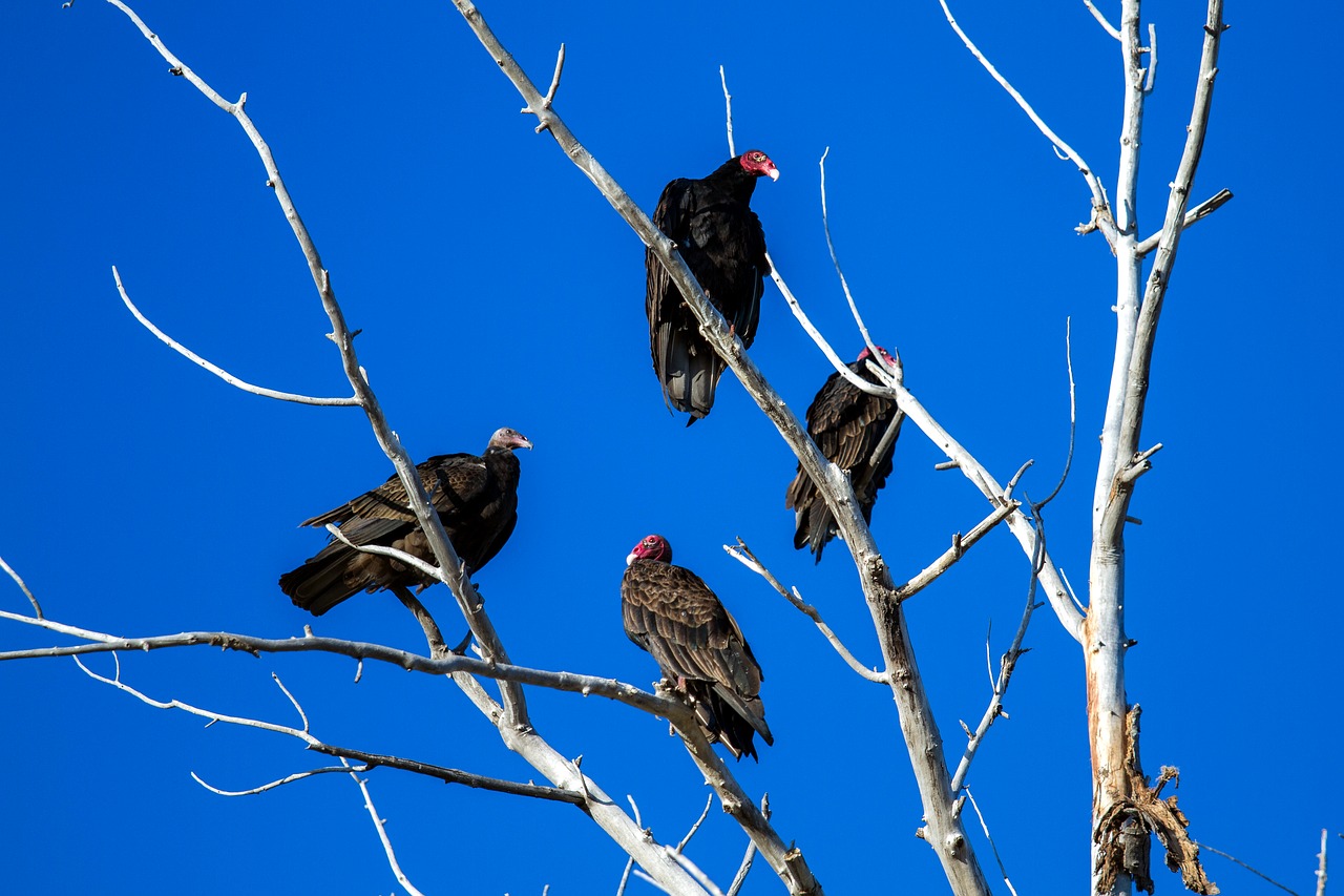 Image - turkey vulture raptor scavengers