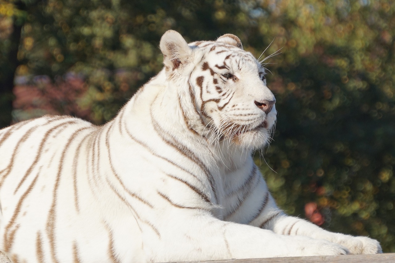 Image - white tiger cat white tiger safari