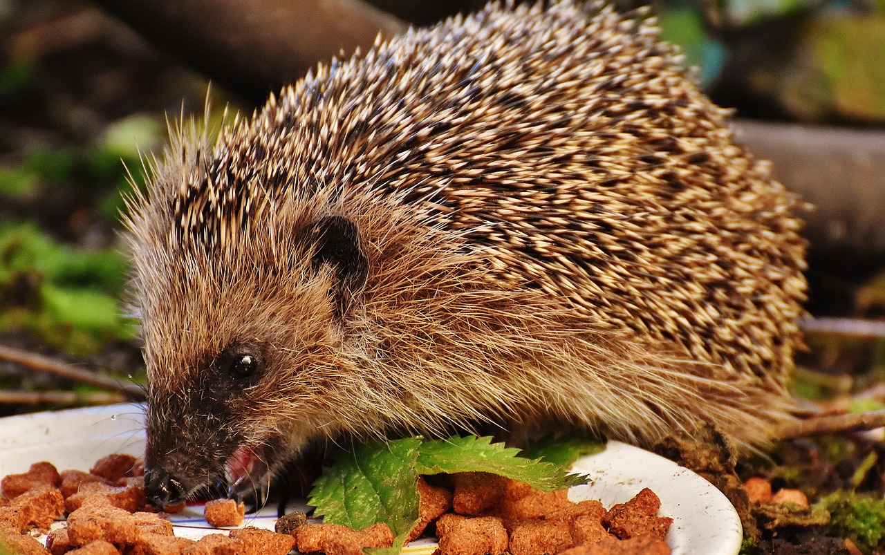 Image - hedgehog child young hedgehog