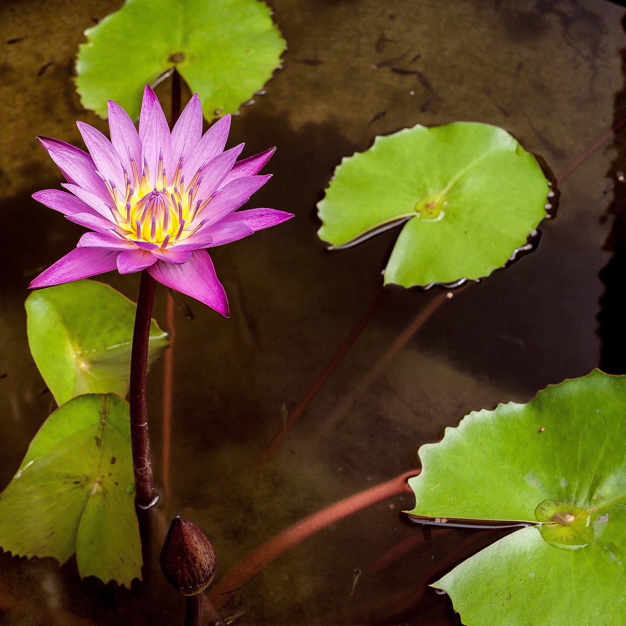 Image - lotus flower asia flower blossom