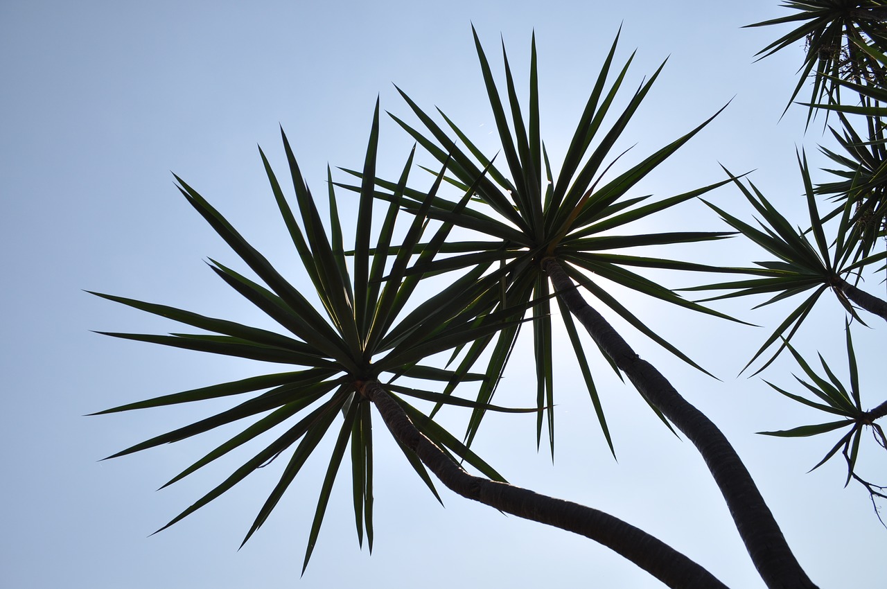 Image - trees sunlight natural palm fky