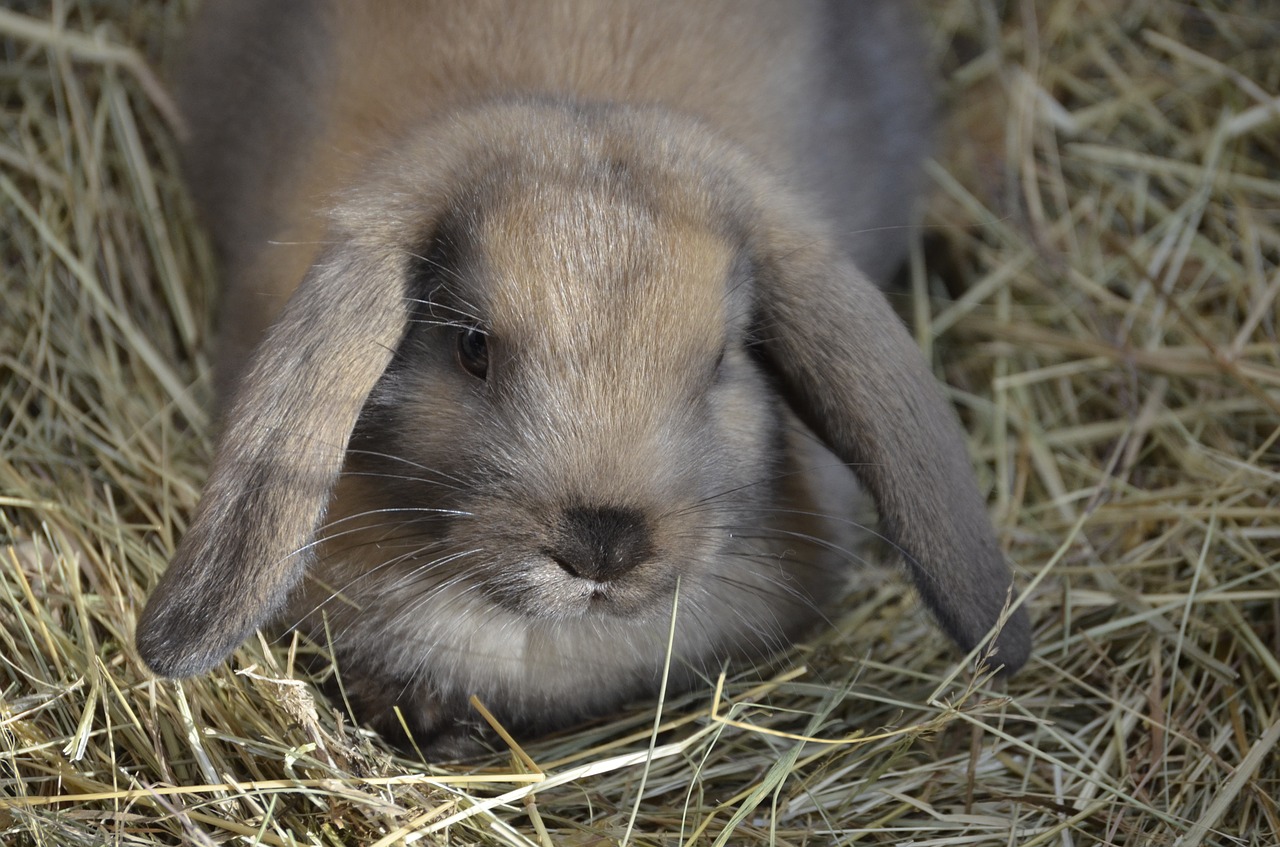 Image - dwarf hare brown floppy ear food