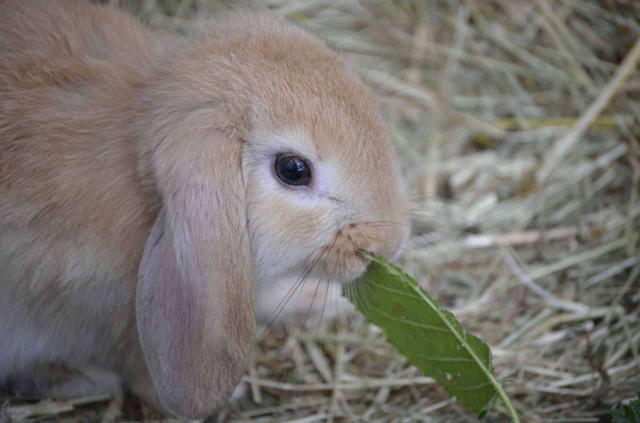 Image - dwarf hare brown floppy ear food