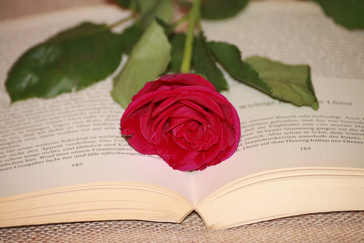 Image - book read rose red red rose