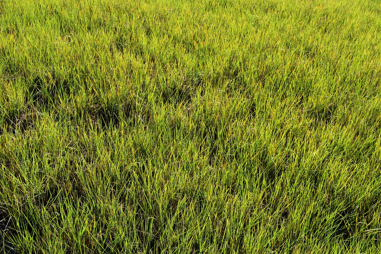 Image - swamp grass wetland marsh florida