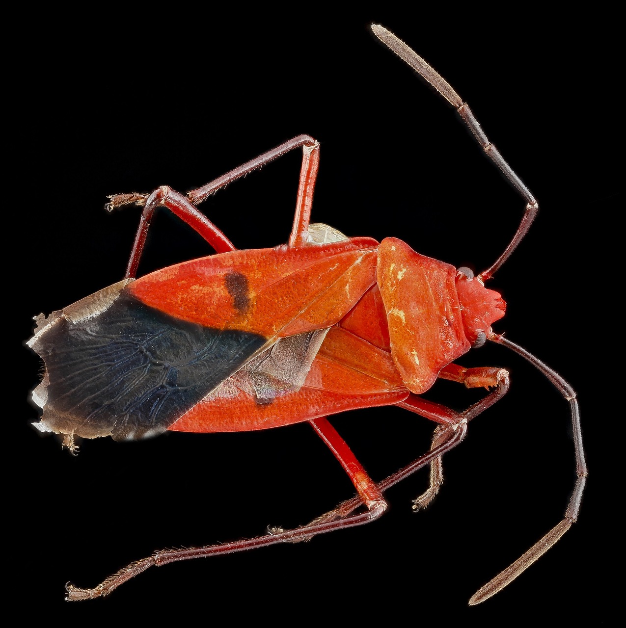 Image - cotton stainer red cotton bug insect