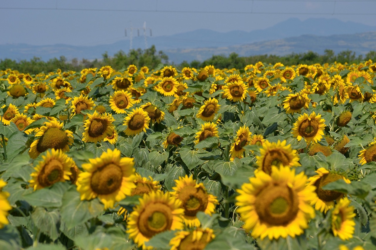 Image - sunflowers landscape japan mountain