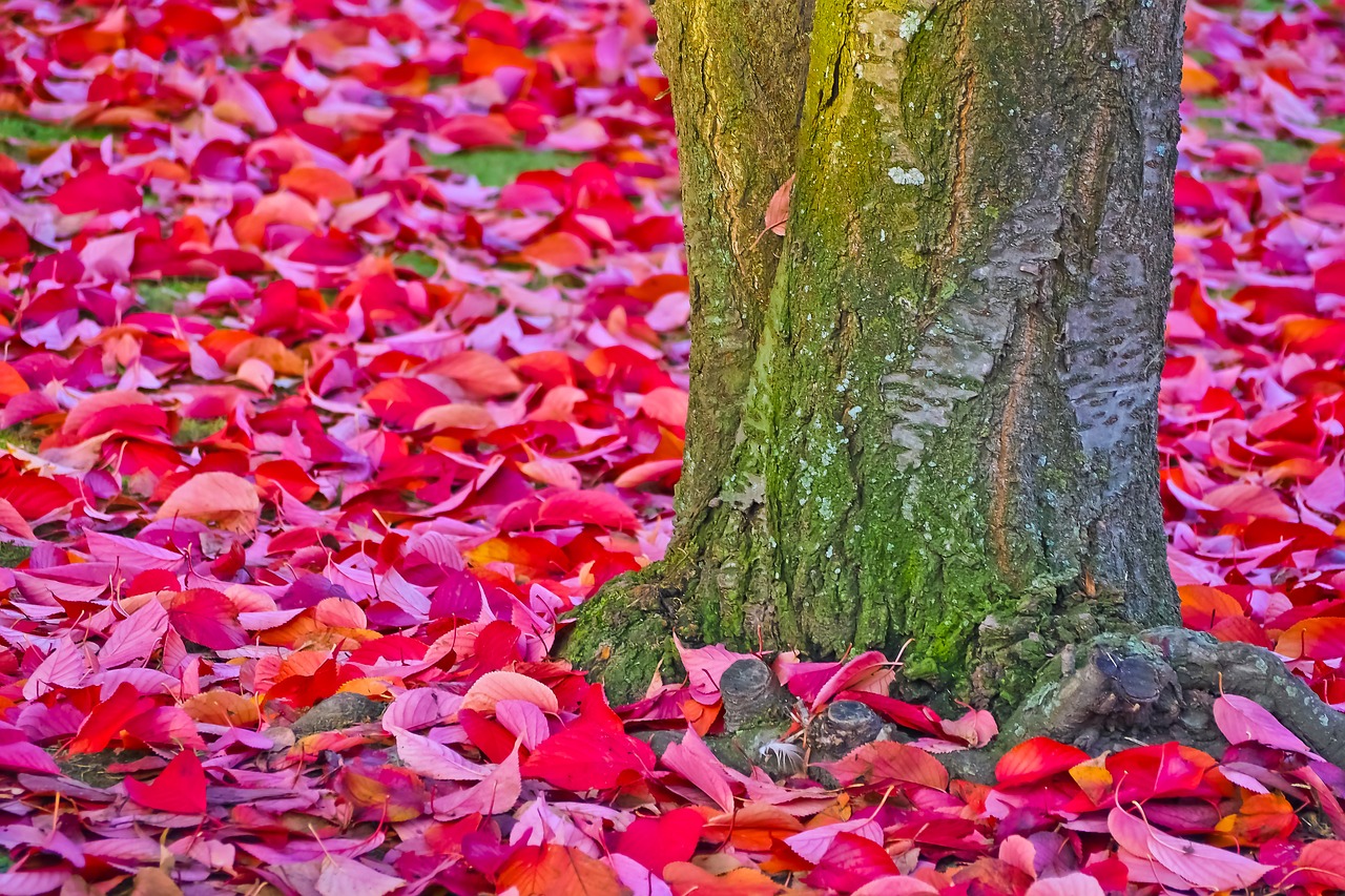 Image - autumn red leaves tree landscape