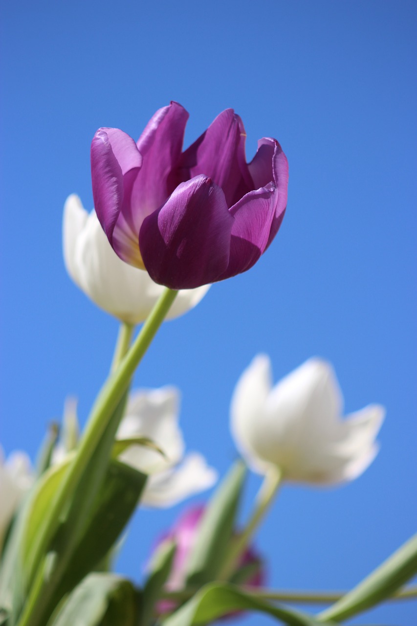 Image - tulips purple flower perennial