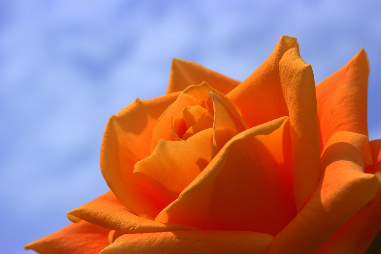 Image - rose orange flowers summer flower