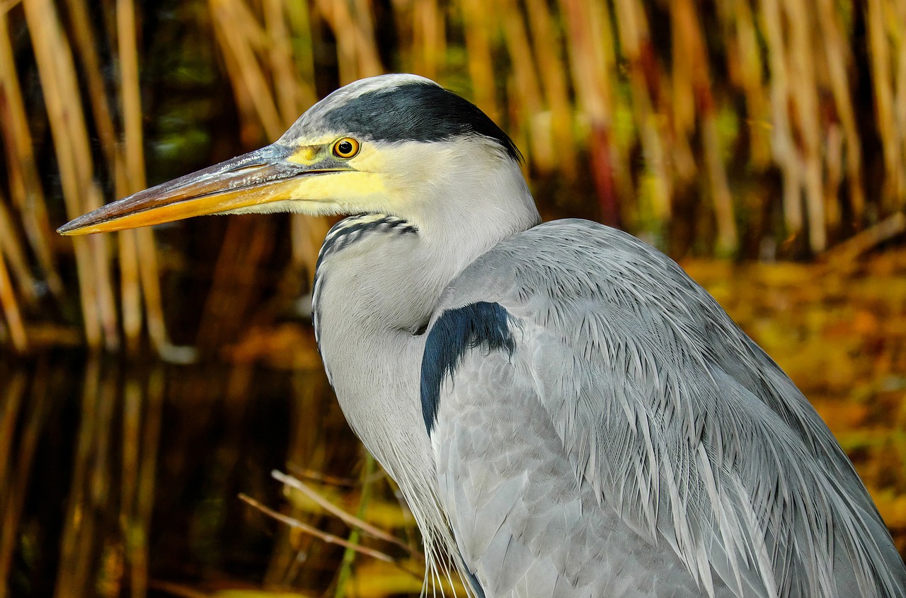 Image - heron grey heron animal bird