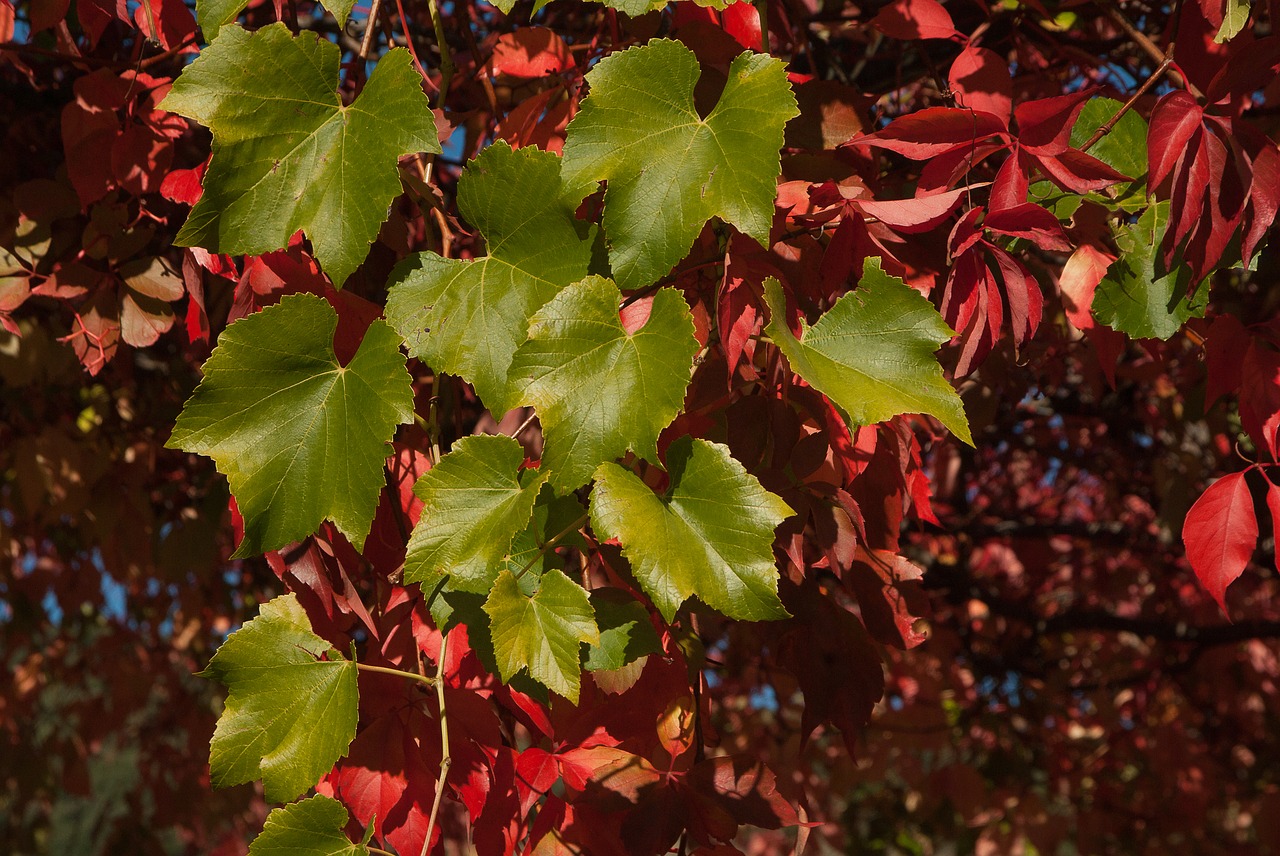 Image - creeper leaves fall