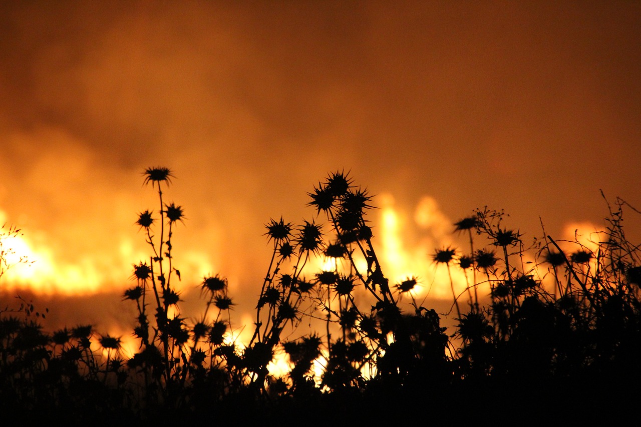 Image - fire yellow red orange nature