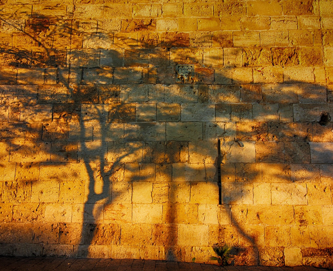 Image - shadows tree wall israel sun