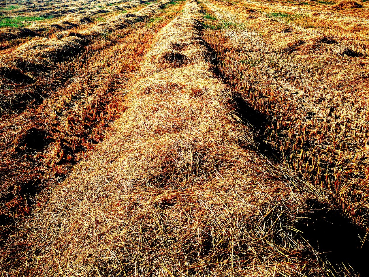 Image - way countryside field sun grass