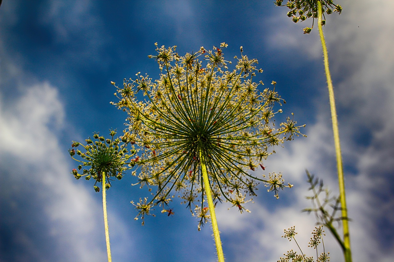 Image - flower white white flowers nature
