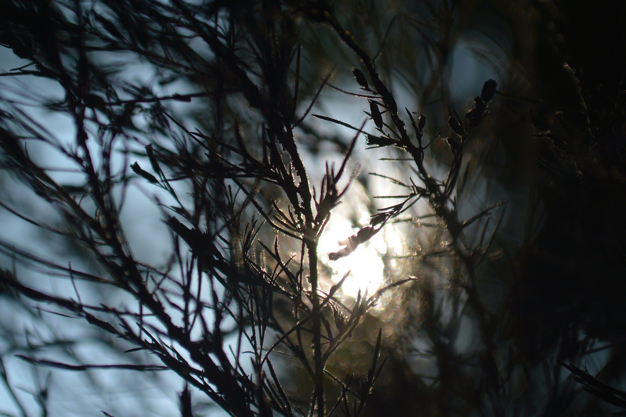 Image - sunlight tree leaves backlight