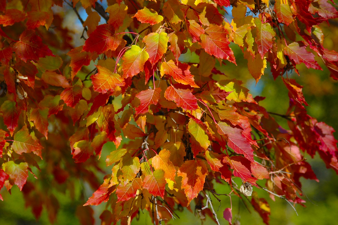 Image - tree leaves fall orange yellow