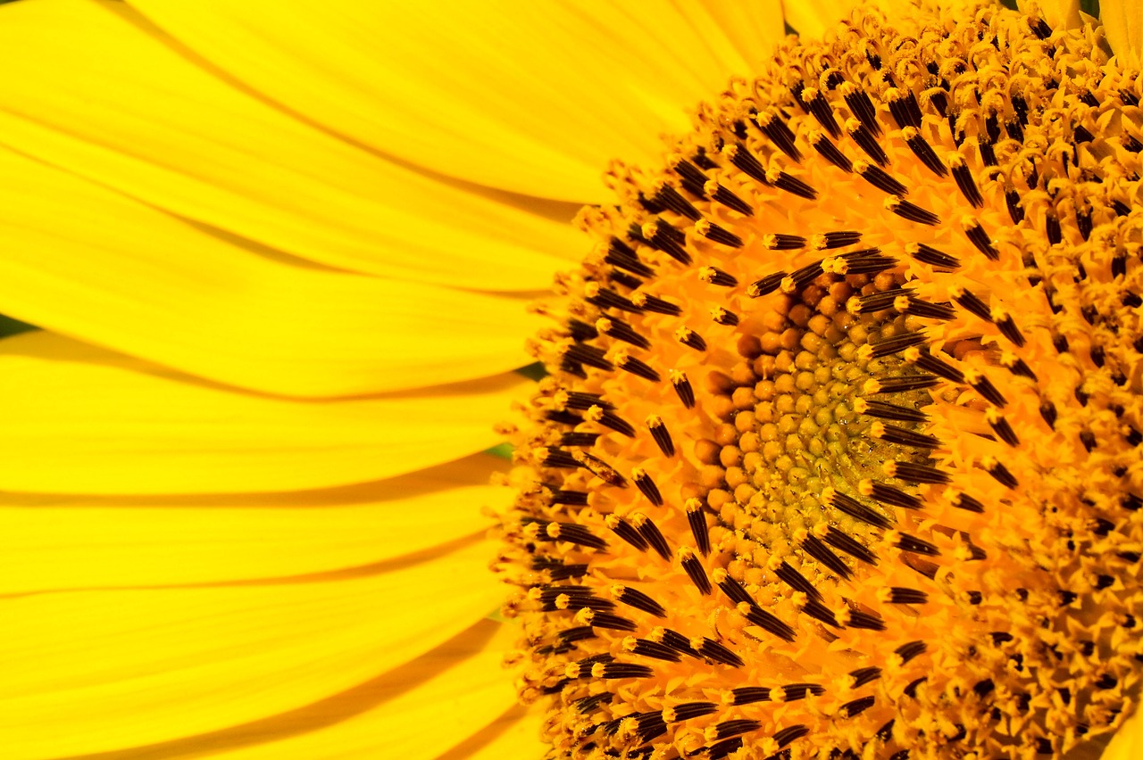 Image - sunflower yellow pretty