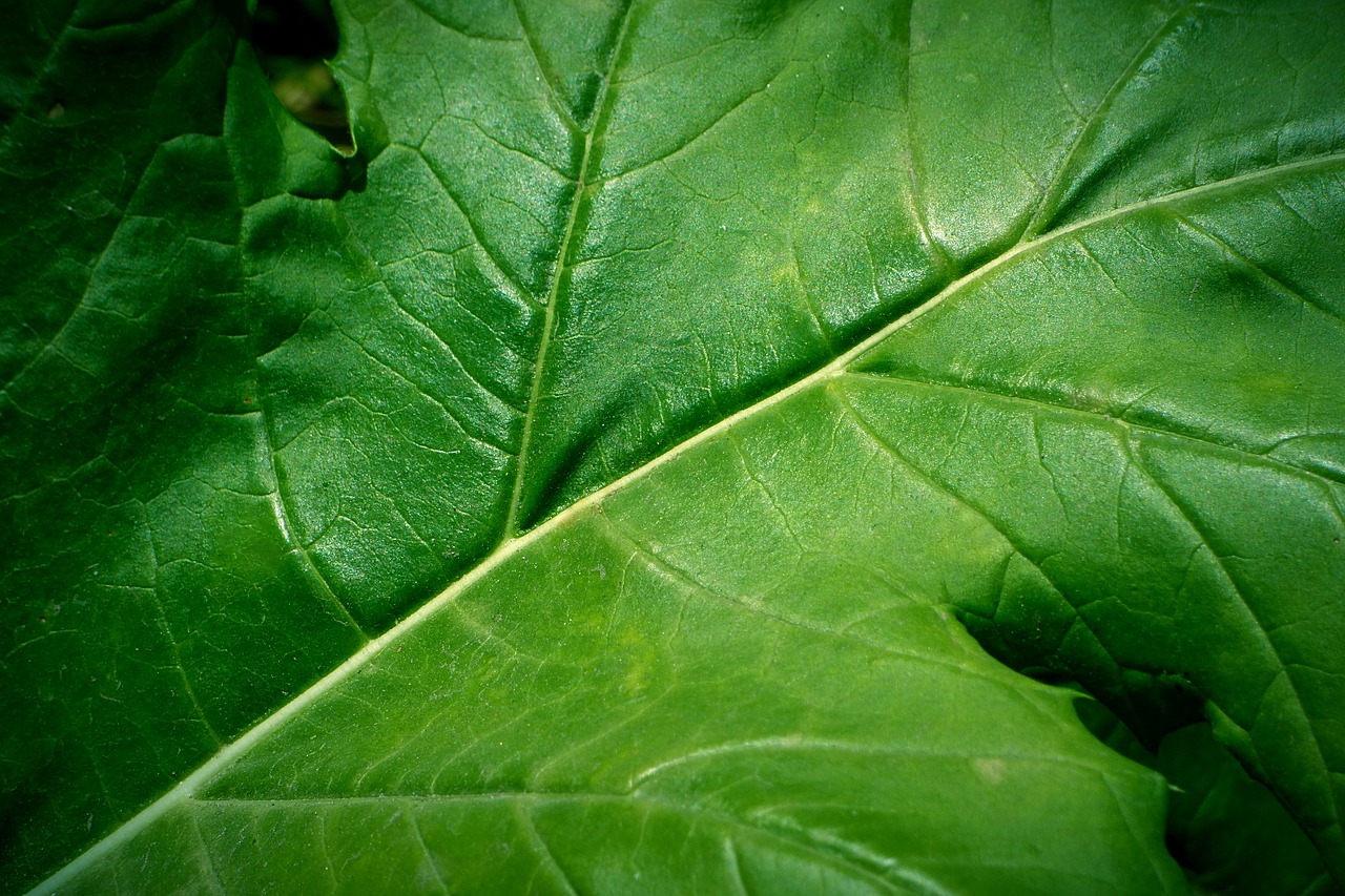 Image - leaf green leaf green nature plant