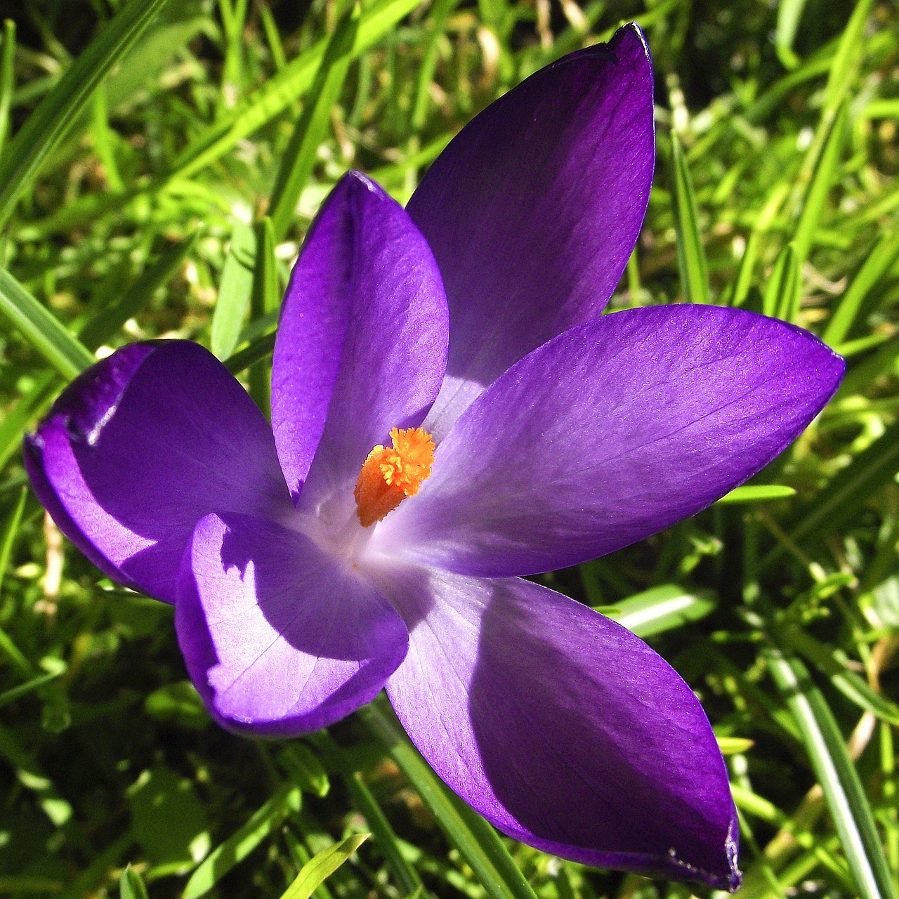 Image - crocus flowers violet purple blue