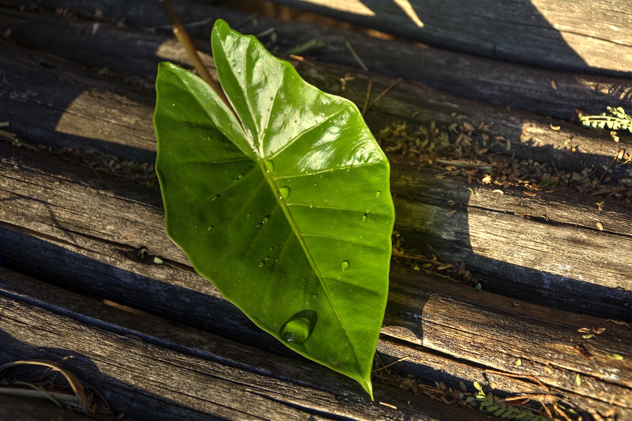 Image - leaf texture lines green