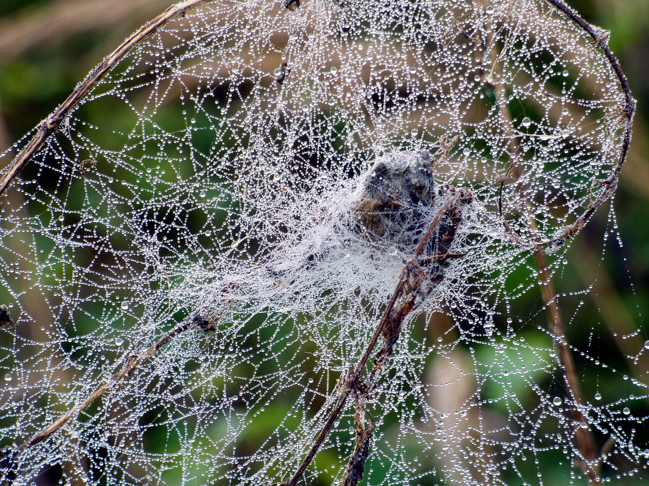 Image - canvas spider drops water dew