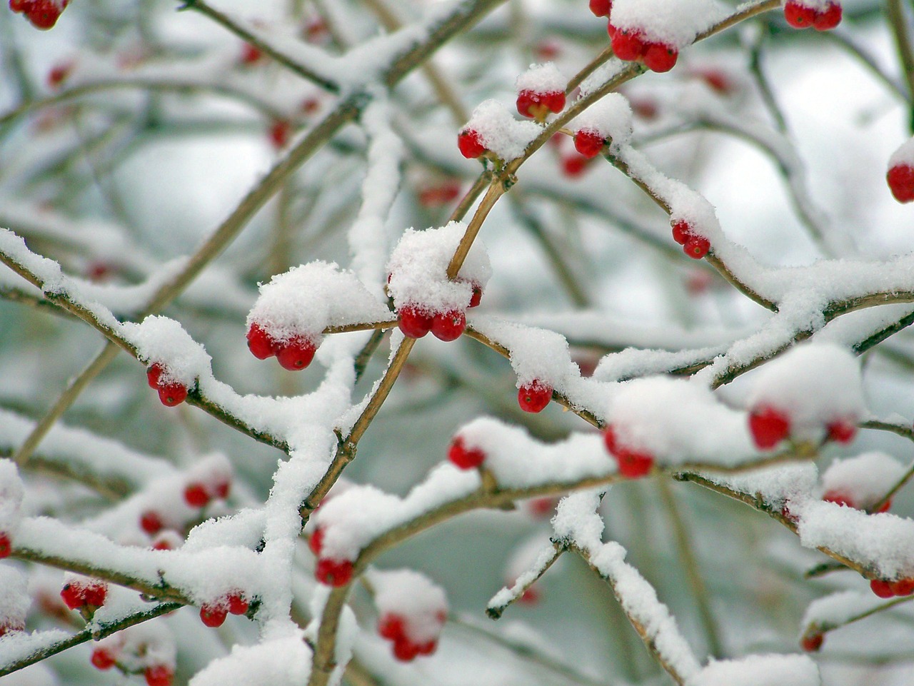 Image - red berries snow winter nature