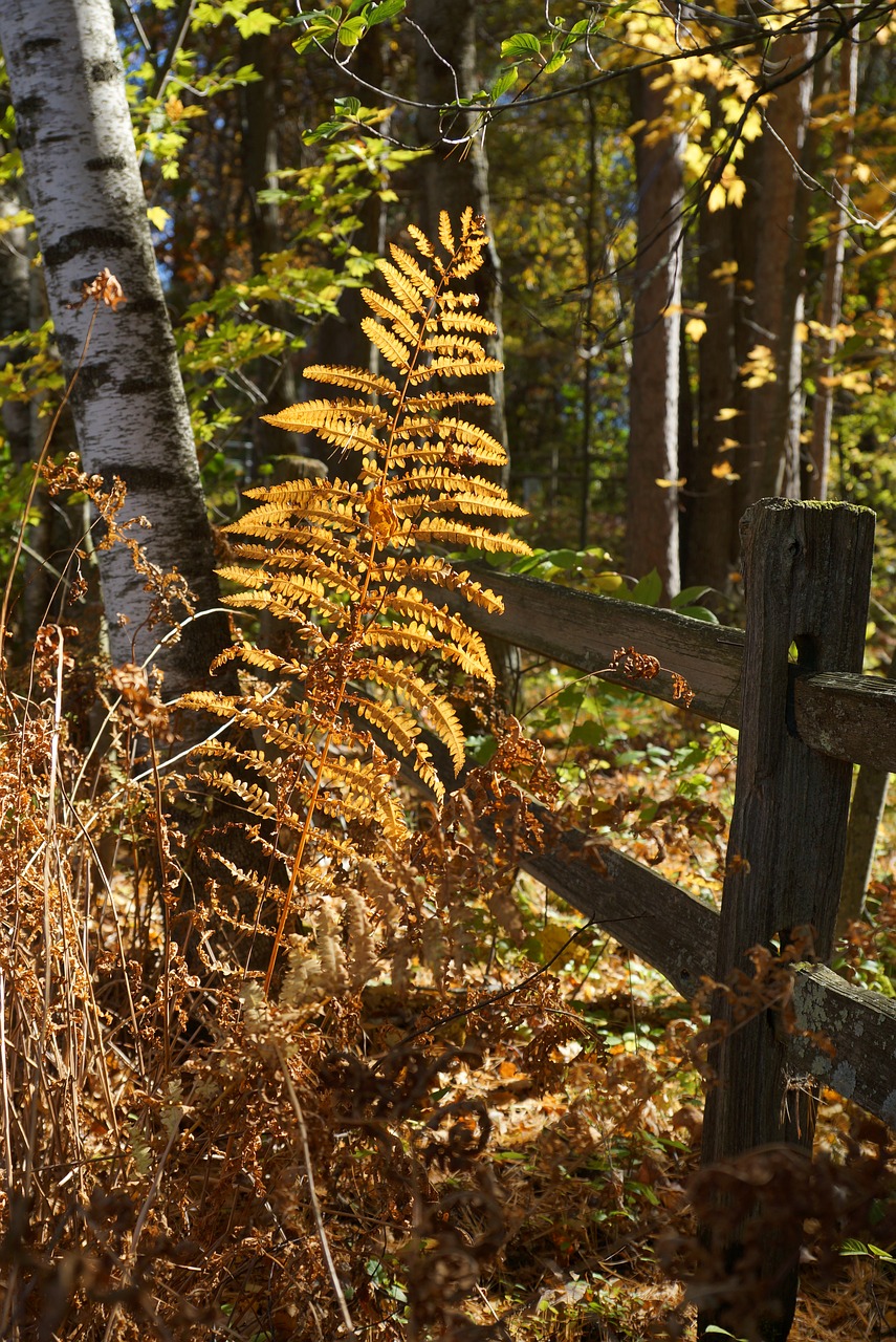 Image - fern wooden fence forest autumn