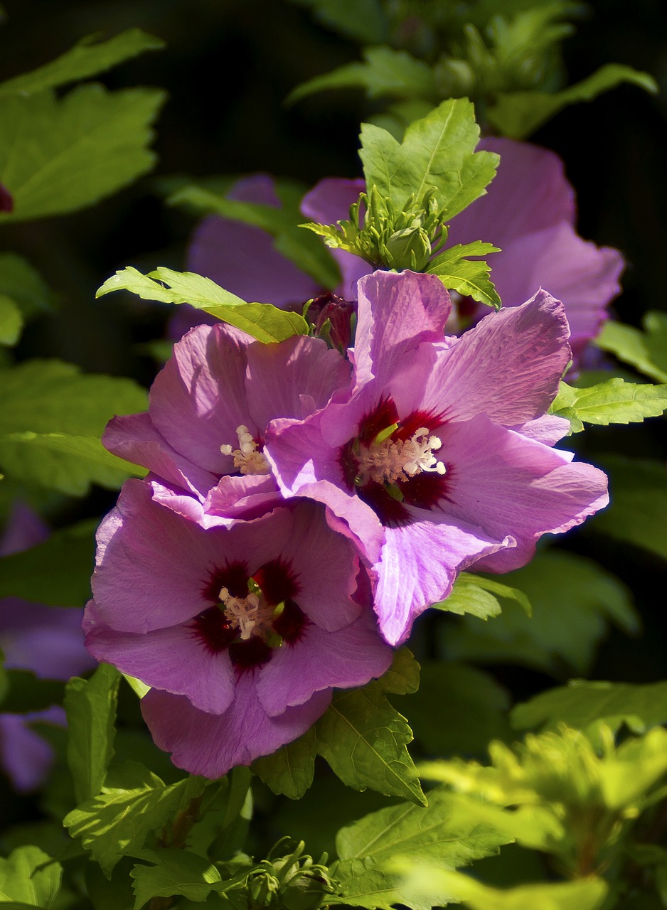 Image - flower hibiscus bloom garden