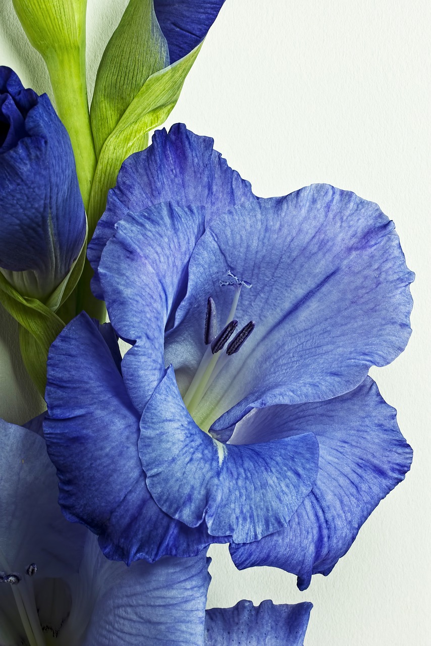 Image - gladiolus purple flower