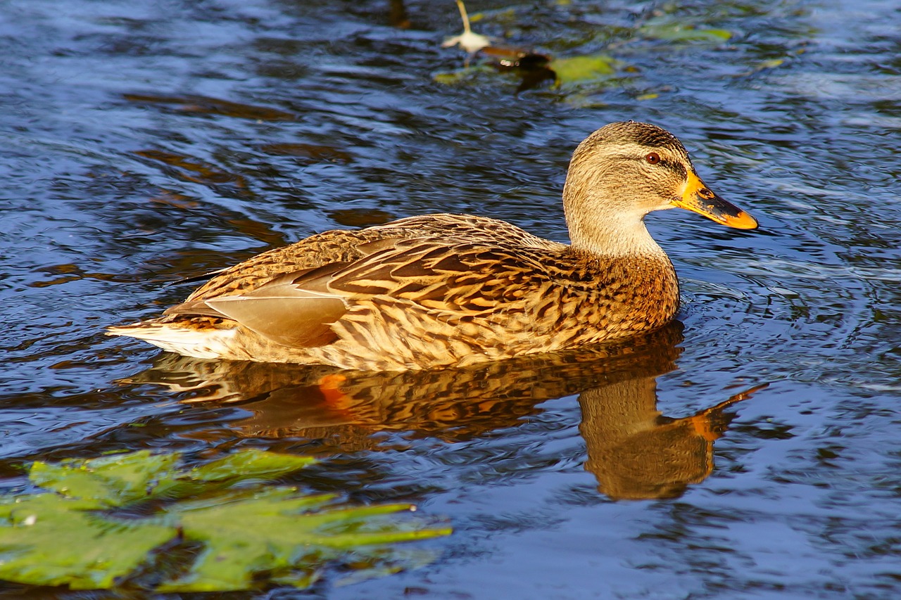 Image - duck female bird animal plumage