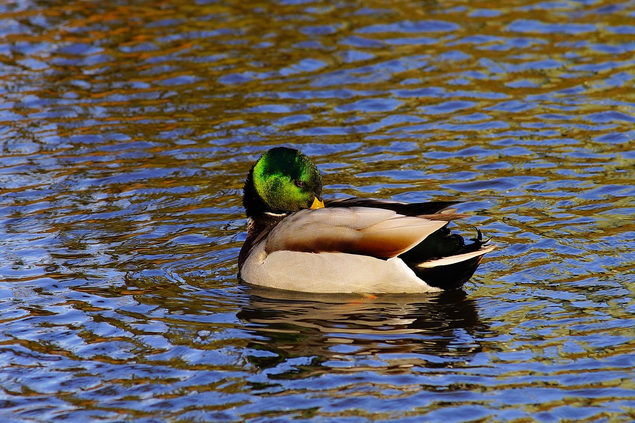 Image - duck drake water bird mallard