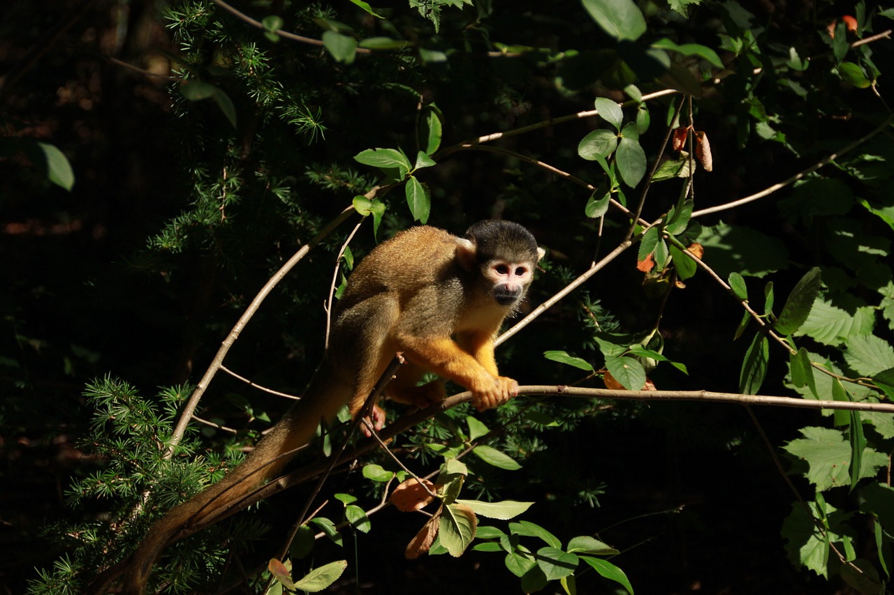 Image - monkey forest zoo animal green