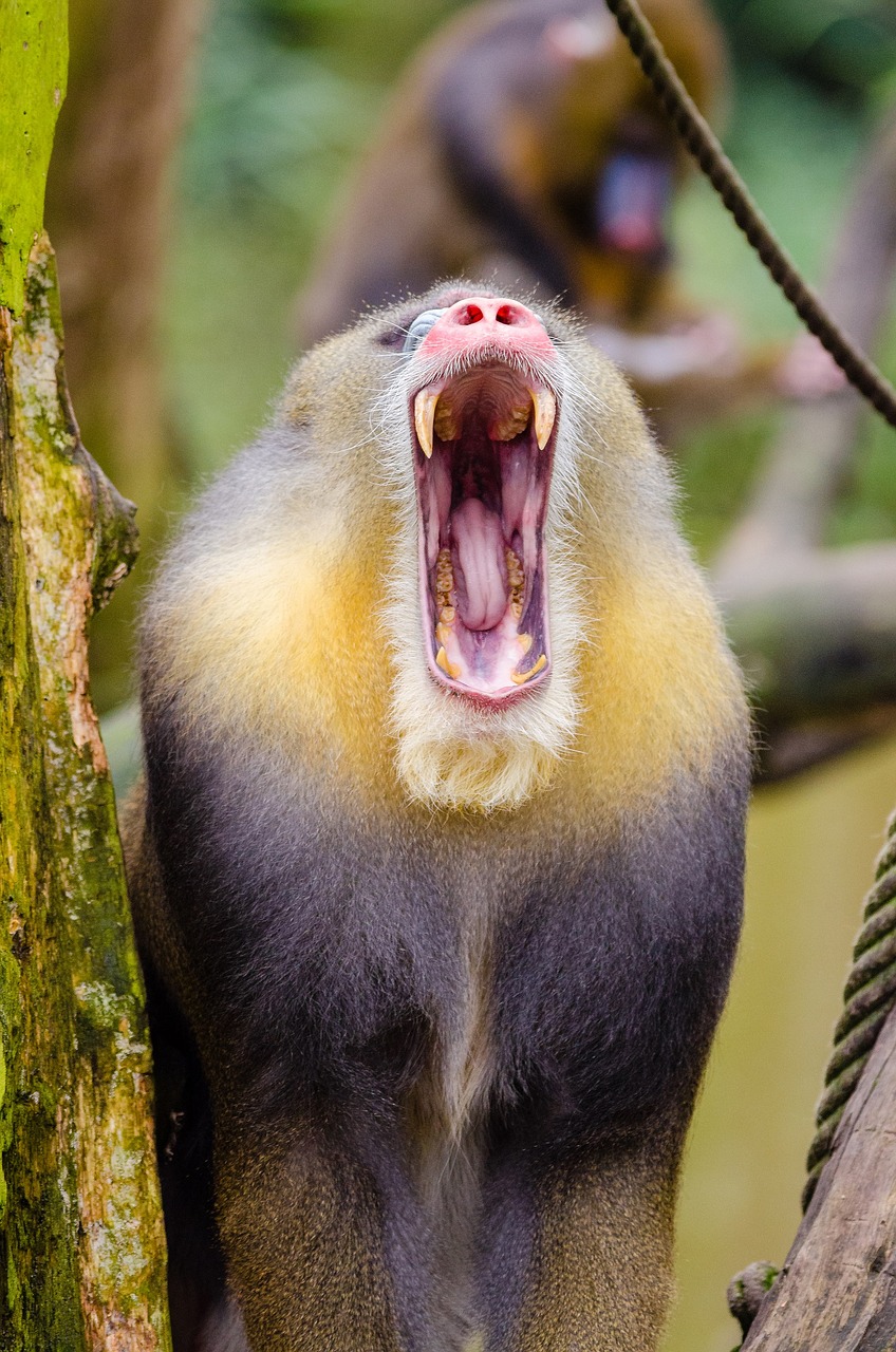 Image - mandrill howling portrait colorful
