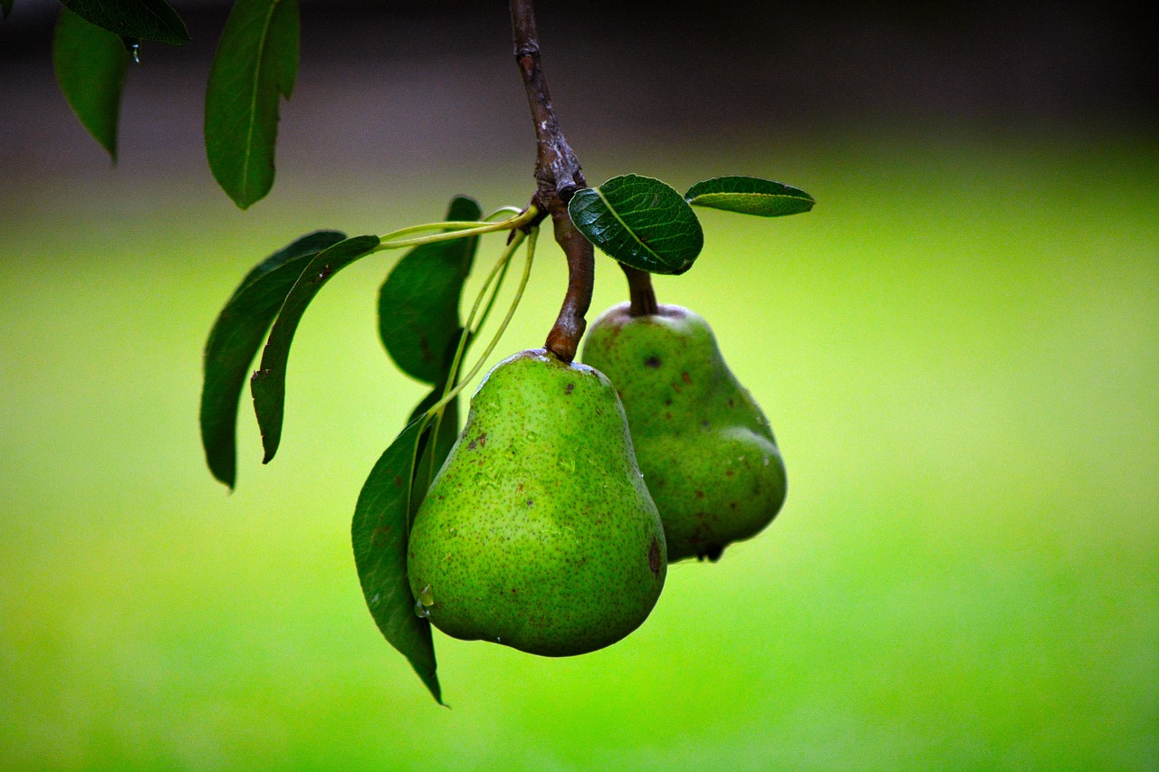 Image - pear fruit green green leaves