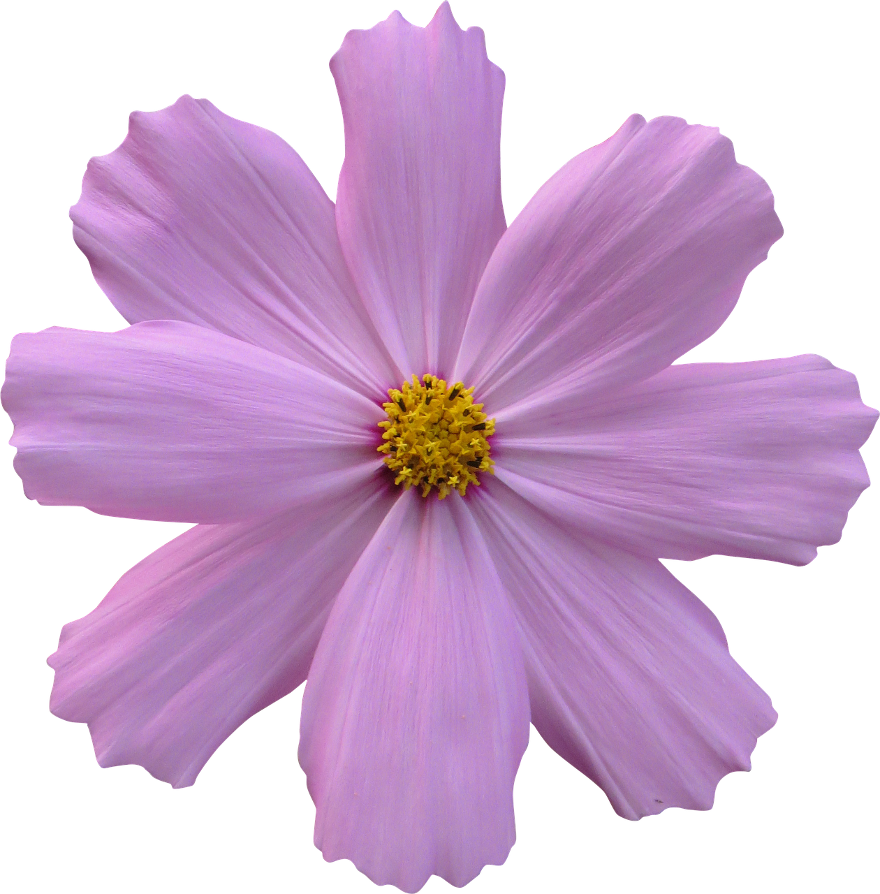 Image - cosmos flower garden nature purple