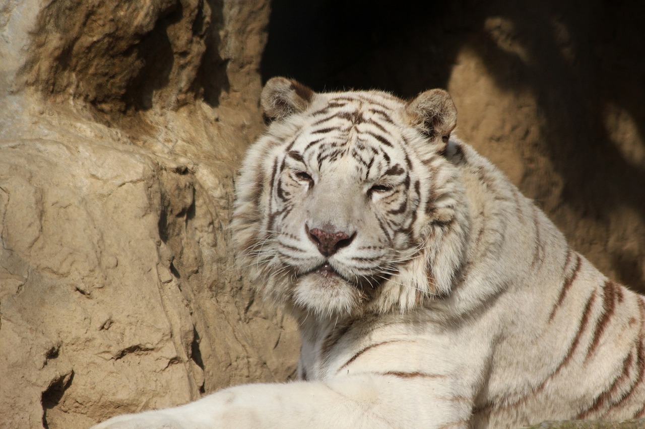 Image - tiger looking big cat feline