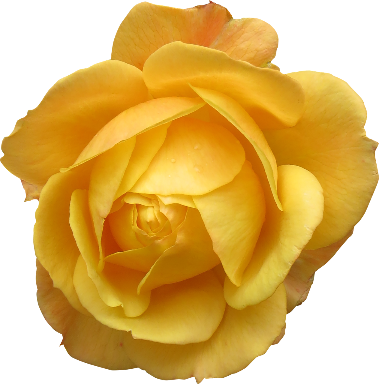 Image - flower rose yellow valentine love